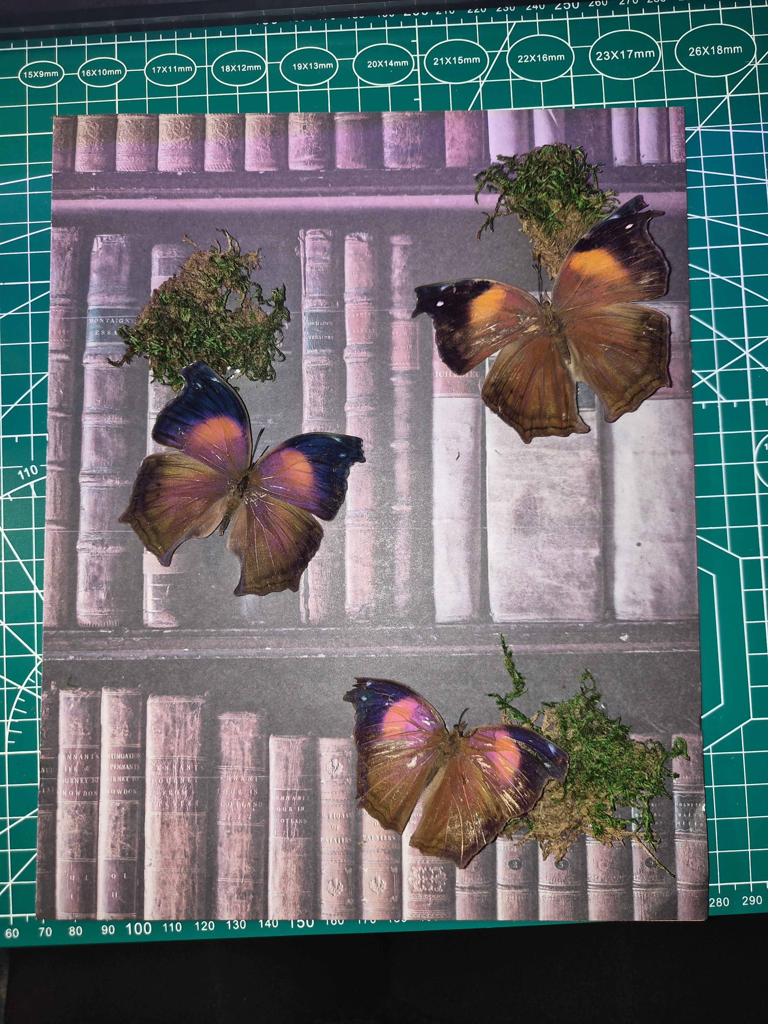 Frame with 3 Salamis Cacta Butterflies