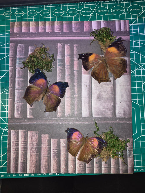 Frame with 3 Salamis Cacta Butterflies