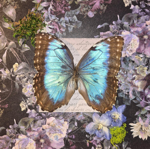 Framed Morpho Helenor Peleides