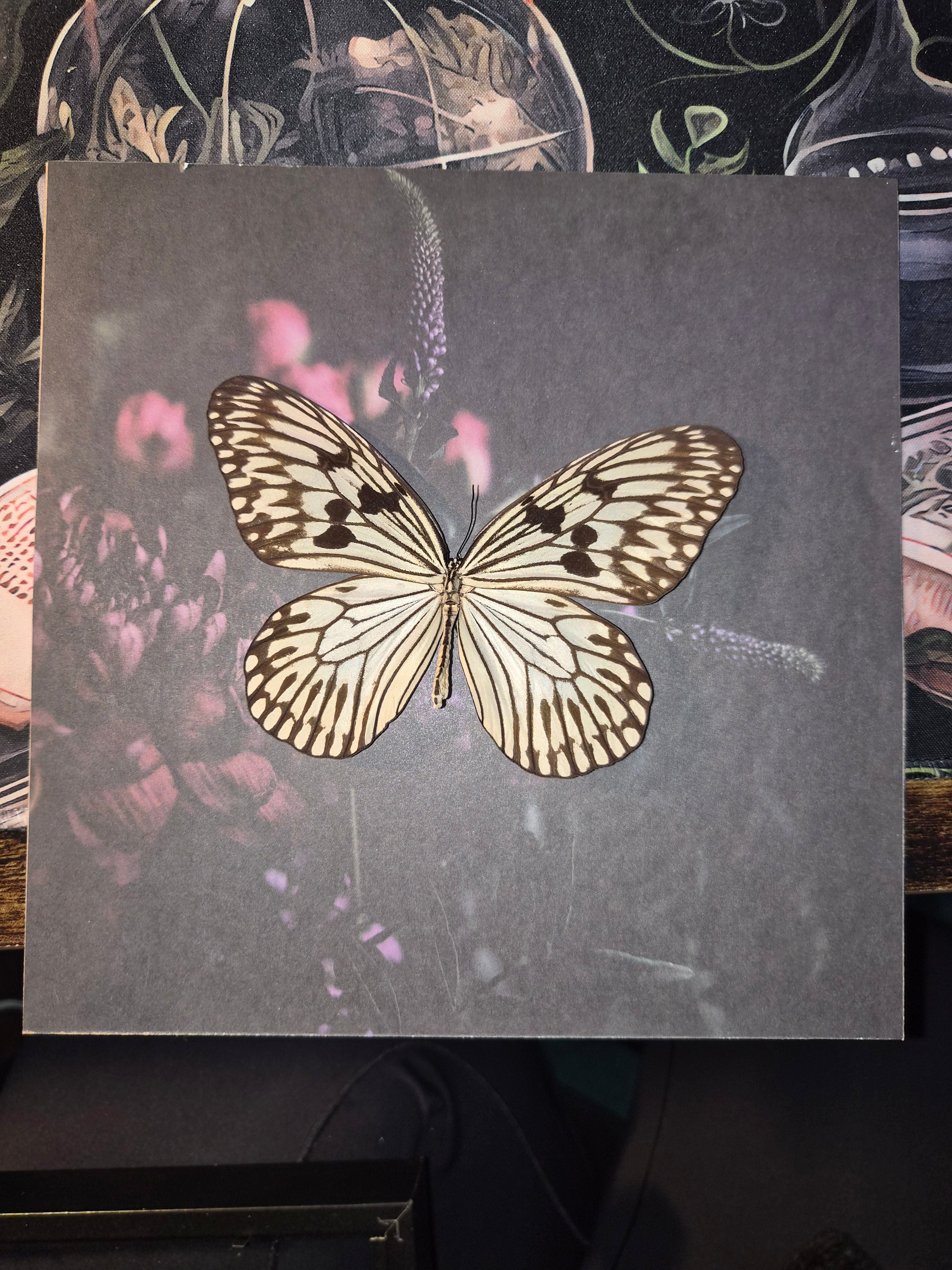 Framed Rice Paper Butterfly