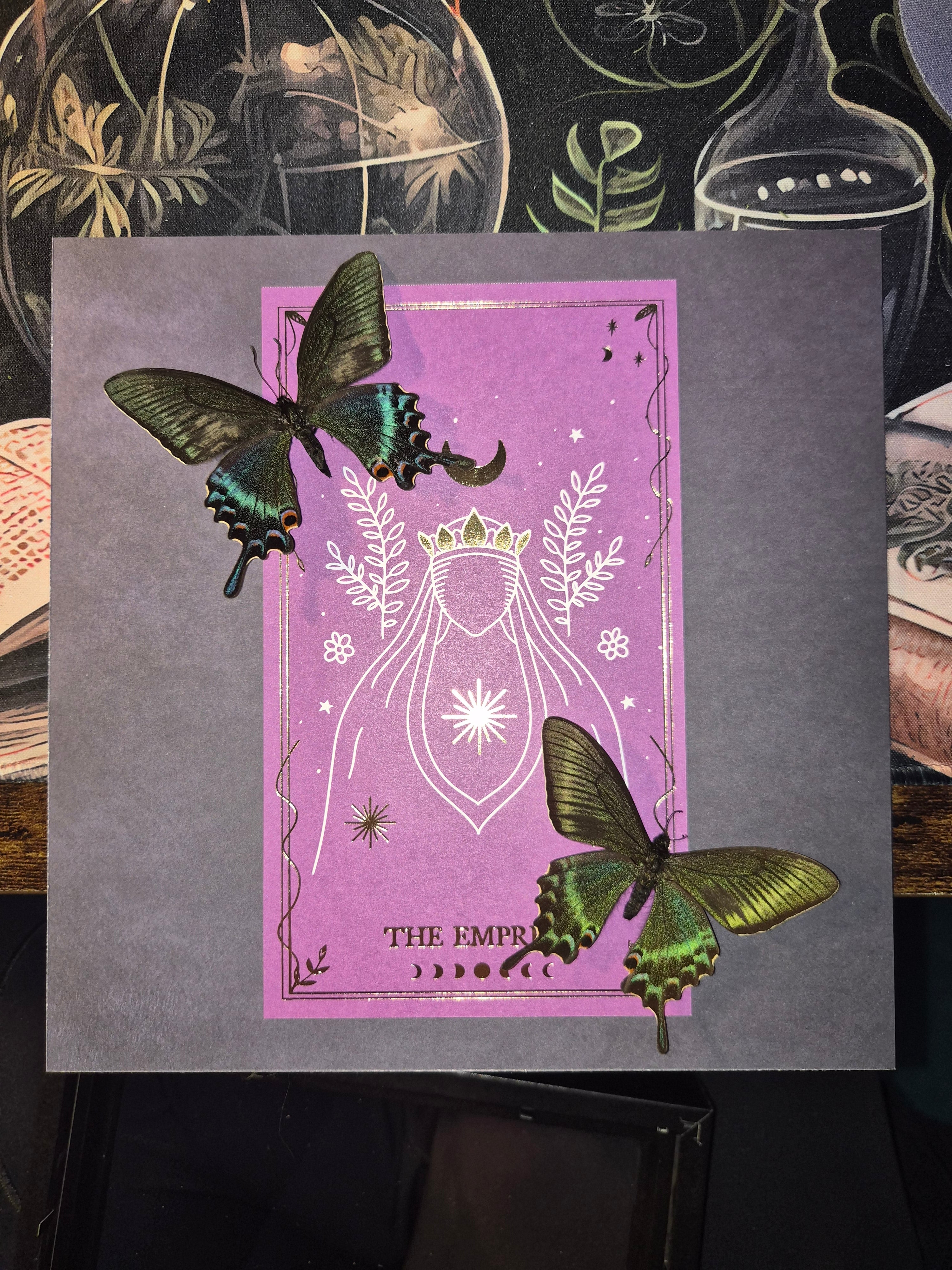 Two Papilio Maackii Butterflies Framed