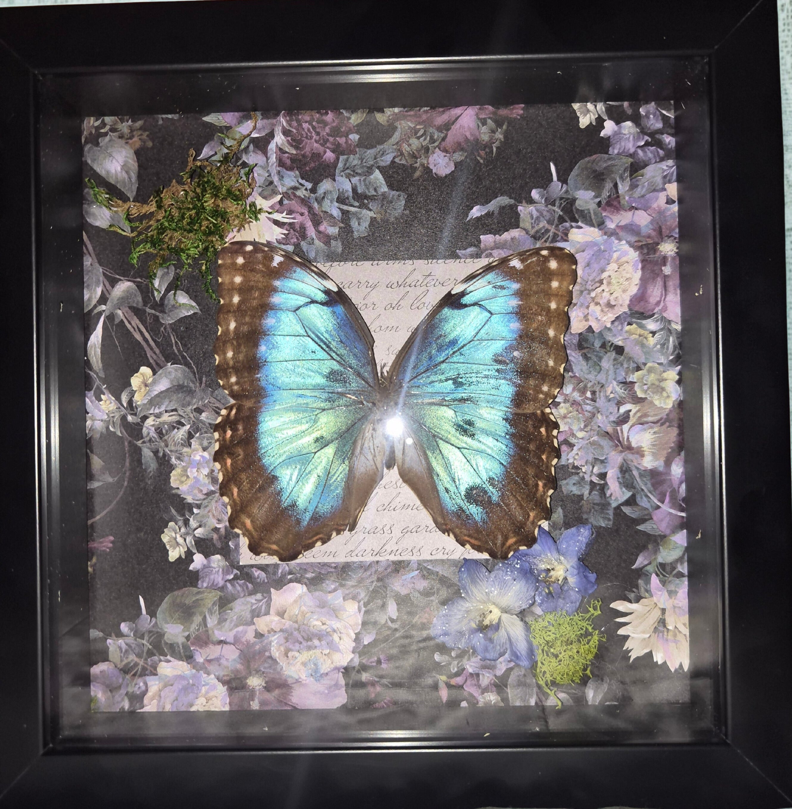 Framed Morpho Helenor Peleides