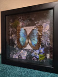 Framed Morpho Helenor Peleides