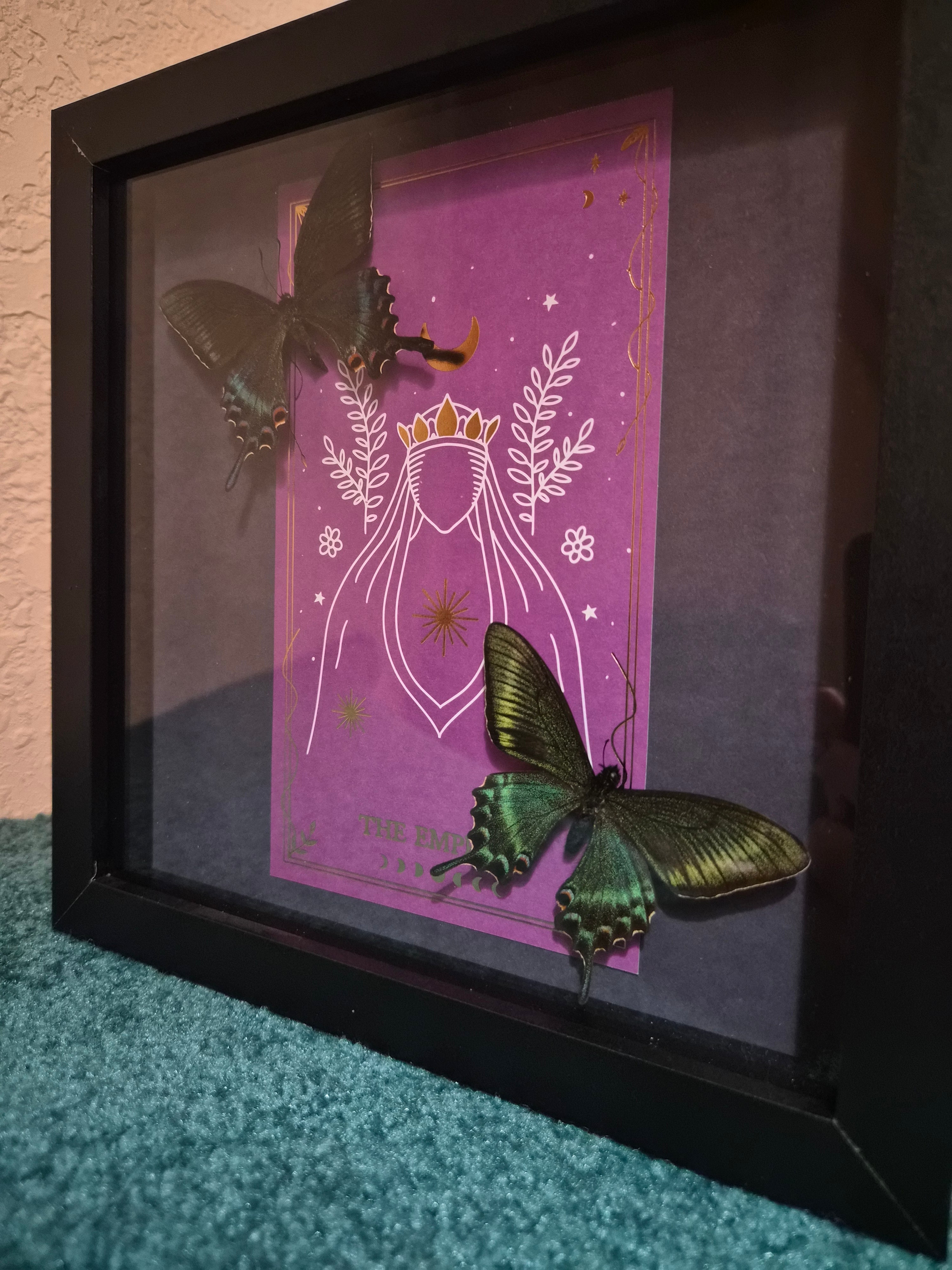 Two Papilio Maackii Butterflies Framed