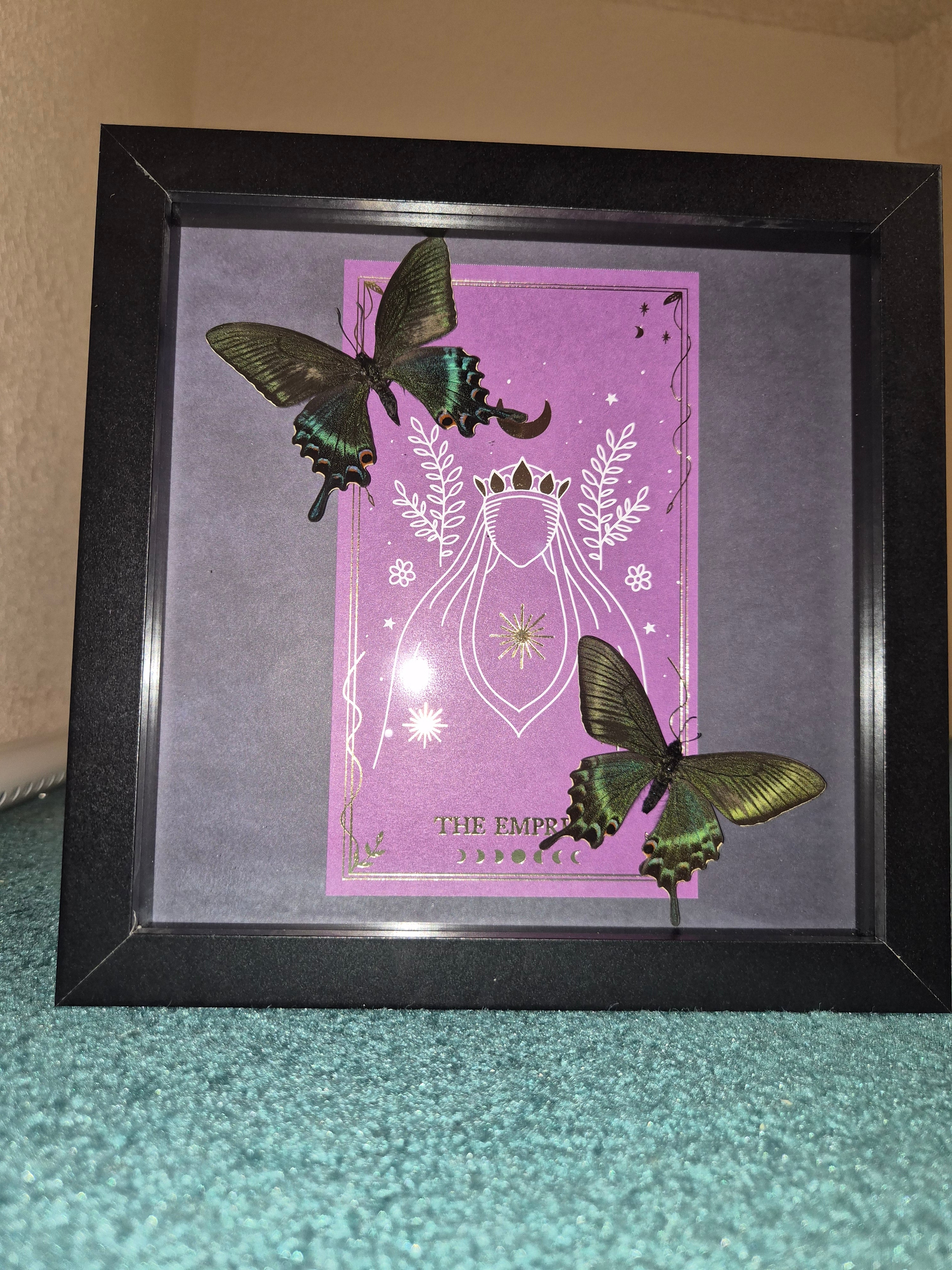 Two Papilio Maackii Butterflies Framed