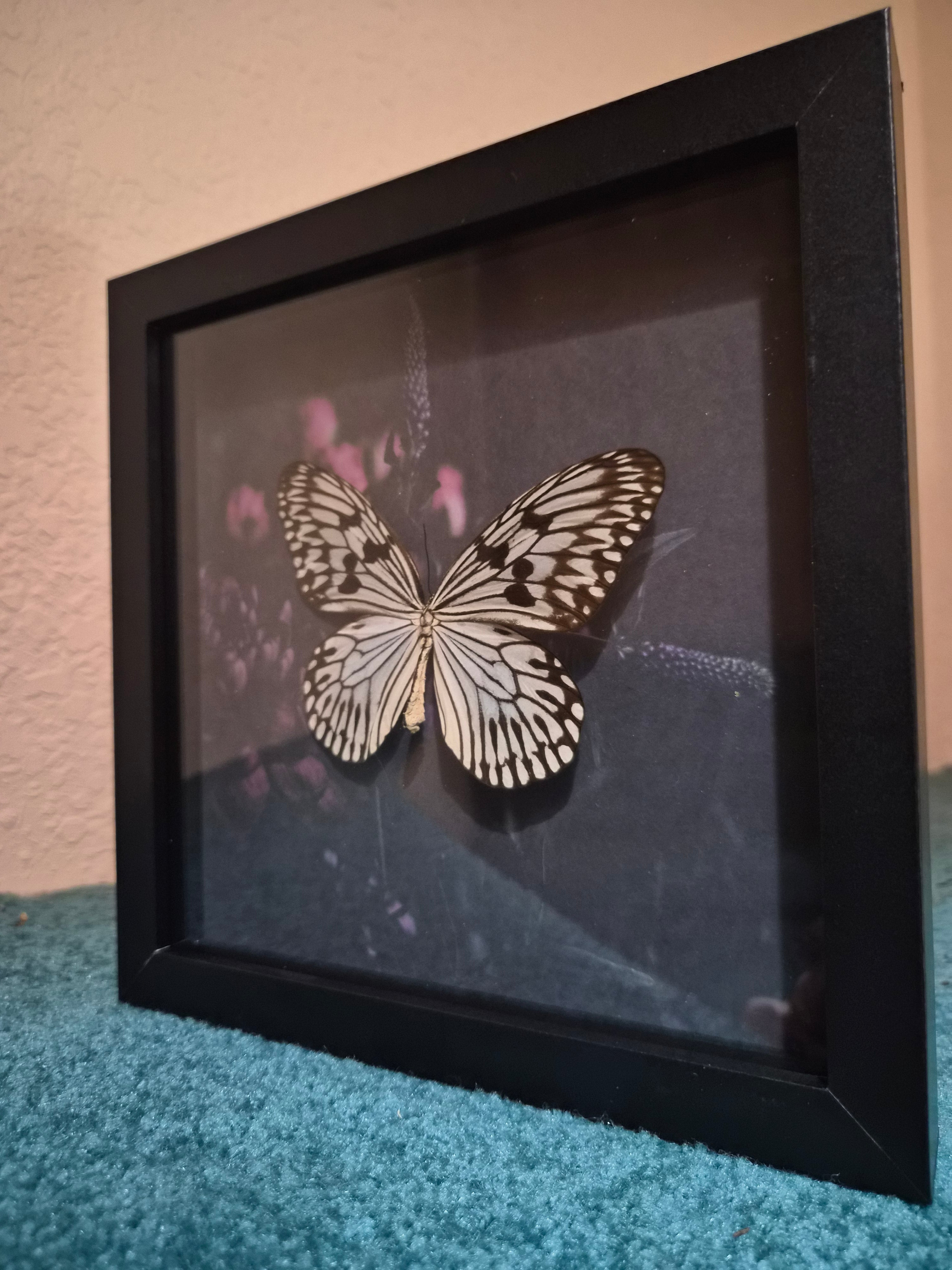 Framed Rice Paper Butterfly