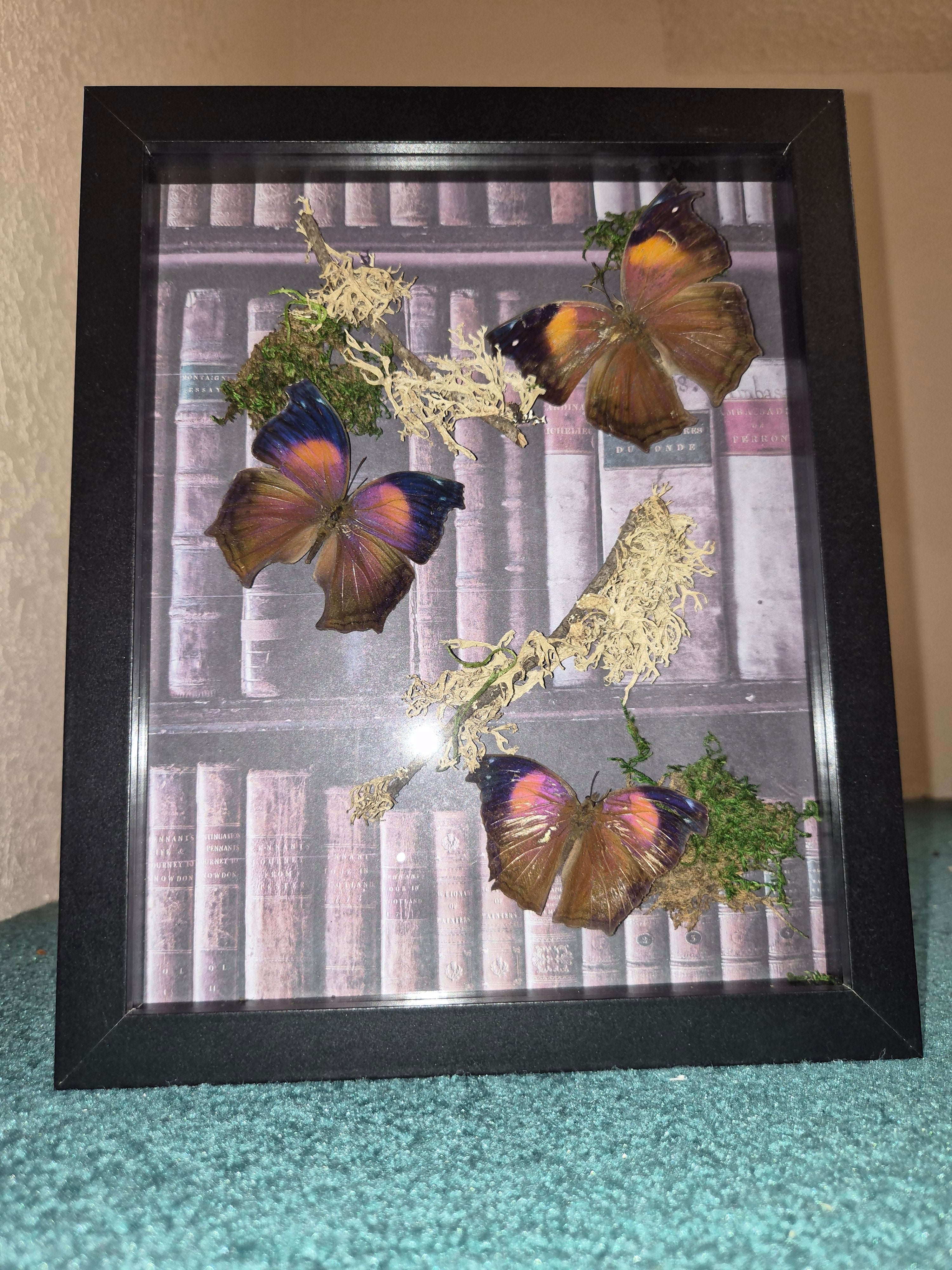 Frame with 3 Salamis Cacta Butterflies