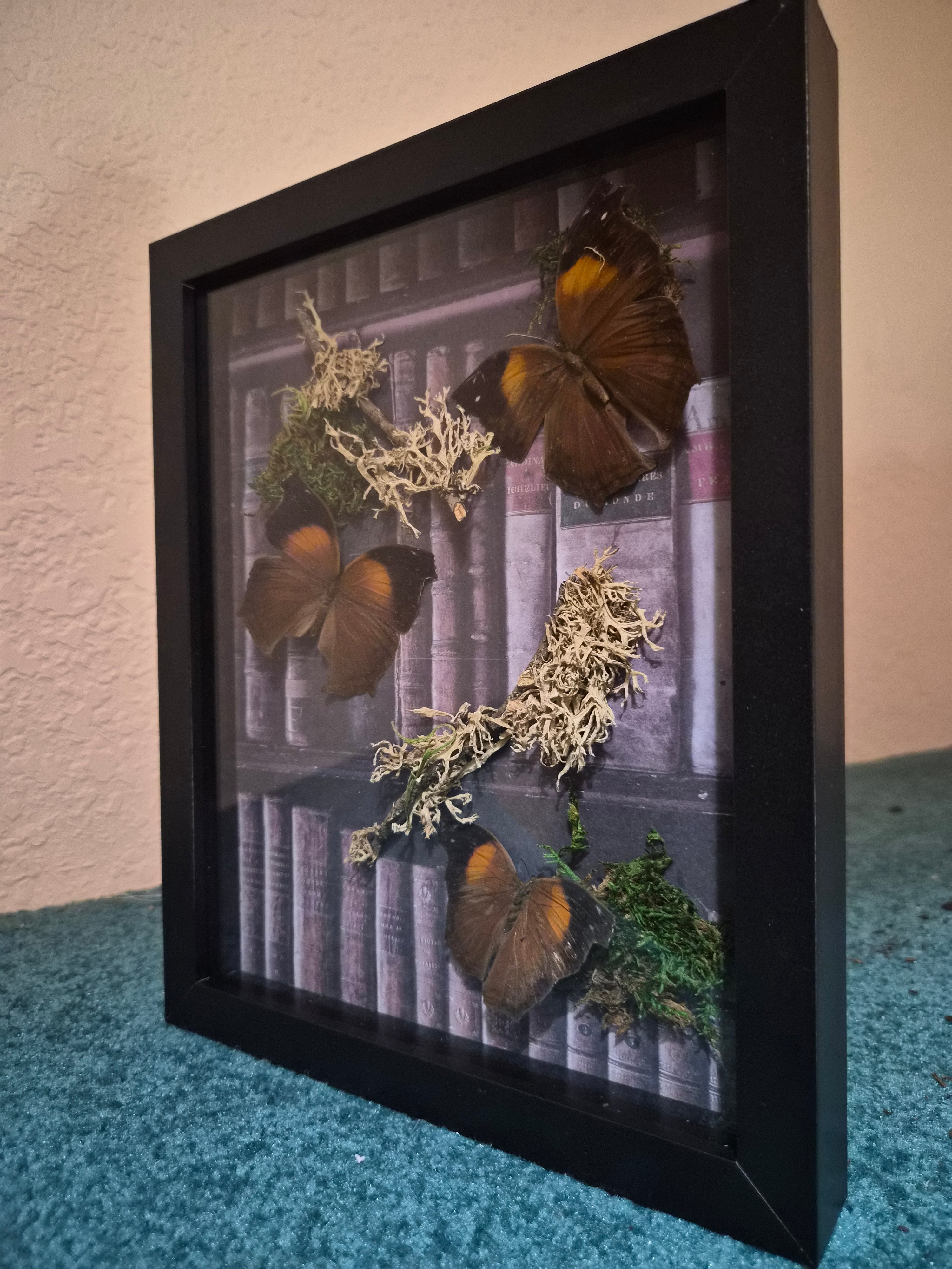 Frame with 3 Salamis Cacta Butterflies